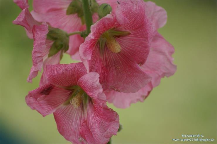 Tapety- Wiosna - przyroda_natura_makro__kwiaty38.jpg