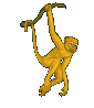 małpki - 14.gif