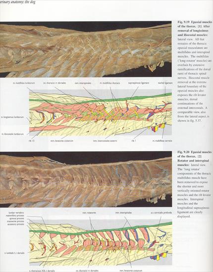 09.the vertebral column - 12.jpg