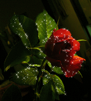 róże czerwone - rose361.gif