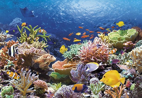 Rafa koralowa - 101511.jpg