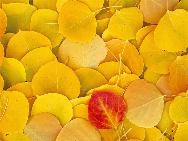 krzysiek16257 - Aspen Leaves, Eastern Sierra, California - 1600x.jpg