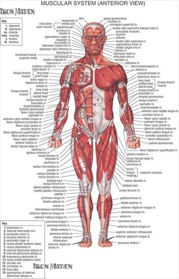 Mięśnie - Anatomy Of Human Muscles.jpg