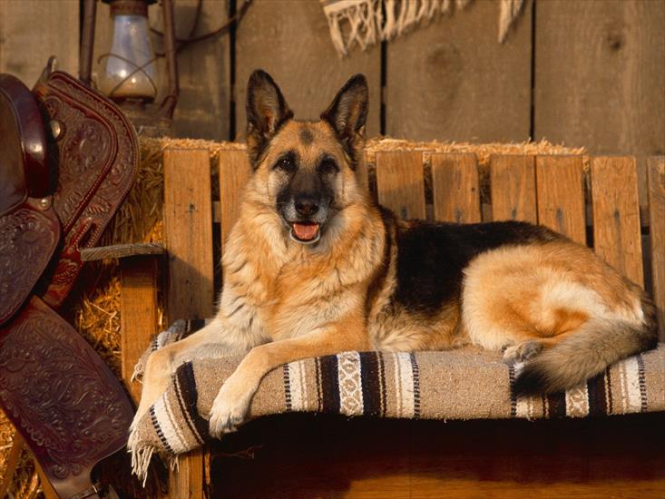 psy i wilki - Country Canine, German Shepherd1.jpg
