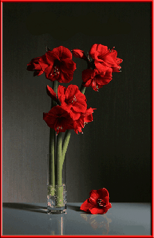 Gify-Kwiaty - kwiaty czerwoneAnimation111122.gif