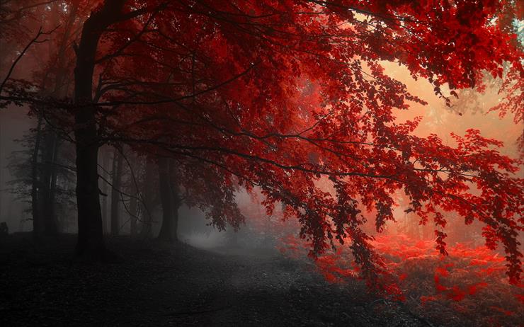 W lesie - red-forest-wallpaper-1.jpg