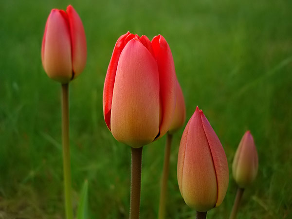 TULIPANY - tulipany.jpg