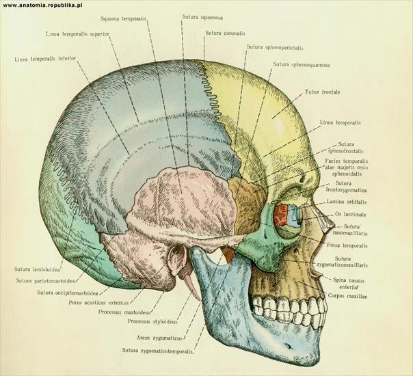 anatomia - czaszka 05.jpg
