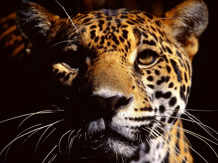 Tapety zwierzęta świat - Wild Eyes, Jaguar.jpg
