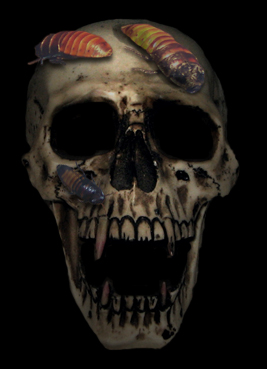 Czachy - czaszka.927a.jpg
