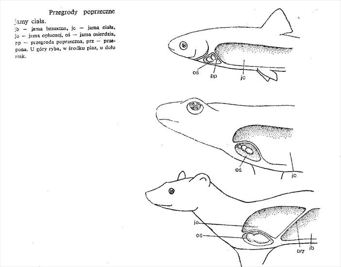 Anatomia - rys.2.JPG