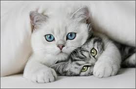 Zwierzęta - Słodkie koty.jpg