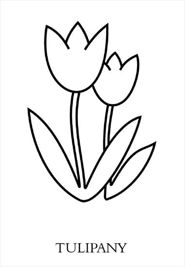 KWIATY - tulipany.JPG