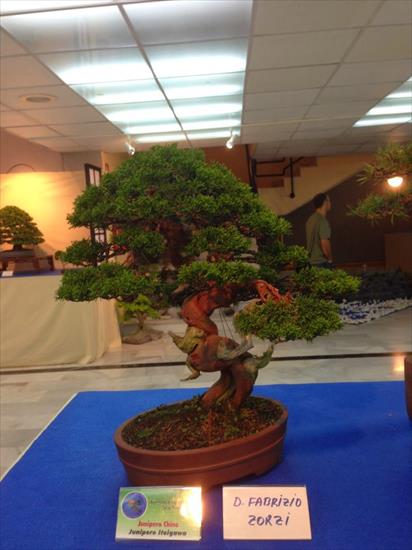   bonsai - najpiękniejsze drzewka - 94e100a6bd7ad9840dd9472fb61fcd53.jpg