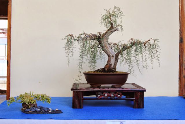   bonsai - najpiękniejsze drzewka - ca2d4559b92bb6e3b1f245708770d53c.jpg