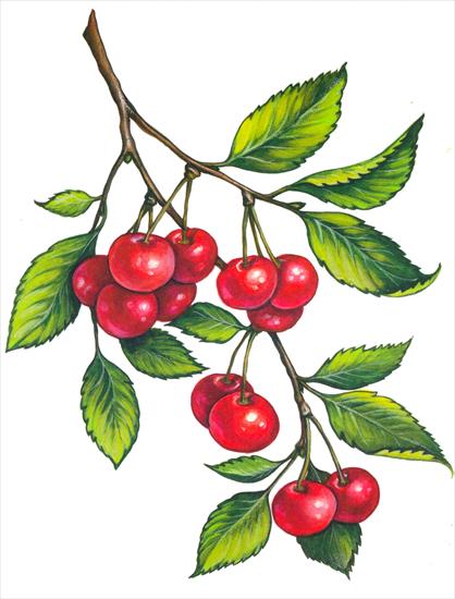 Owoce jagody - 11 Wiśnia.jpg
