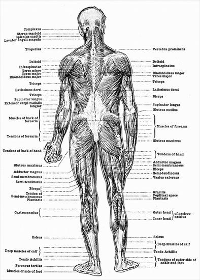 Anatomia Człowieka - human-anatomy-muscles-2.jpg