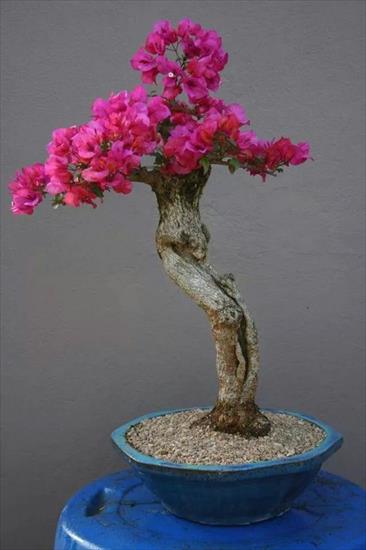   bonsai - najpiękniejsze drzewka - ff55595d630ddd67c674422234d62dbb.jpg