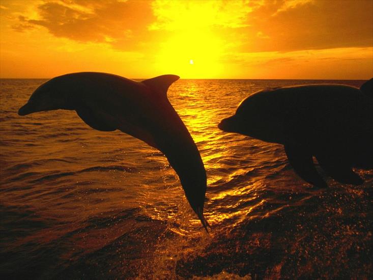delfiny - zwierzeta151.jpg