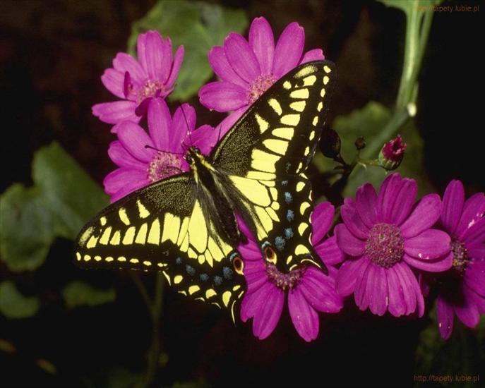 Motyle w naturze - Picture20.jpg
