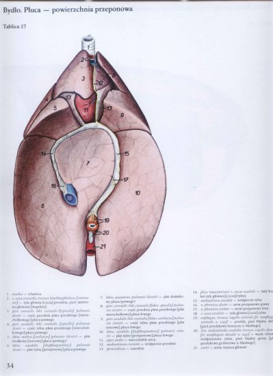 atlas anatomii-tułów - 030.jpg