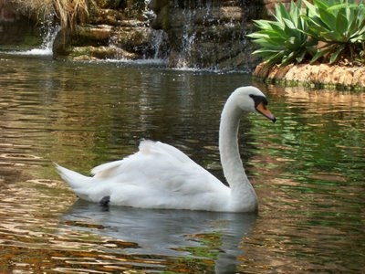 zwieżaki - swan in lake.jpg