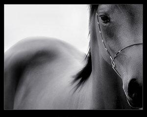 Konie - kon.jpg