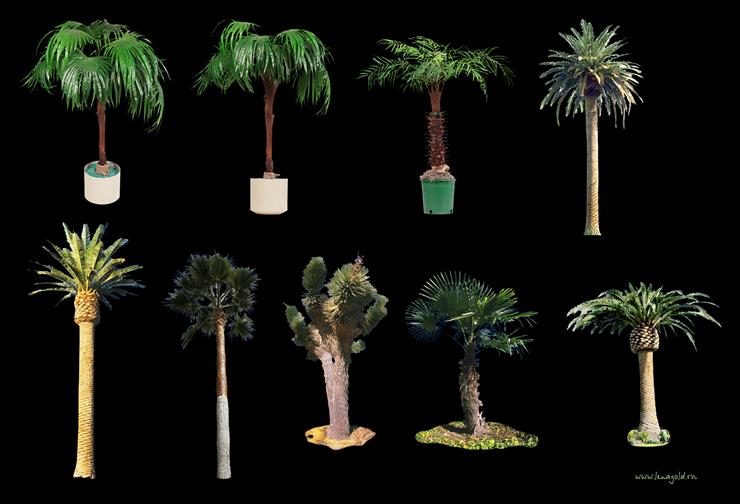 palmy i inne tropikalne - PALMY ZESTAW.png