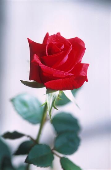 Róża - Red_rose.jpg