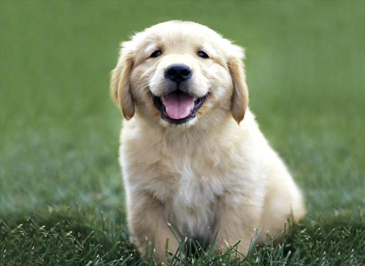 zwierzęta - Golden retriever puppy.jpg