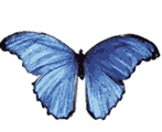 motyle - vlinders_237.gif