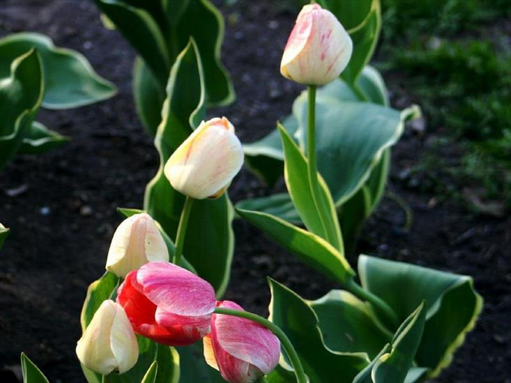 Tulipany - tulipany 139.jpg