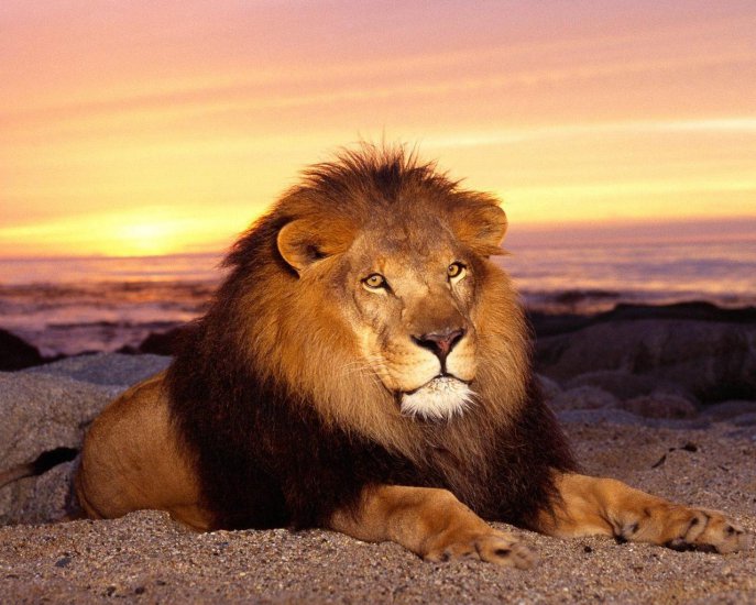 Koty, koteczki - 20079-1280x1024-Beautiful-Majestic-Lion.jpg