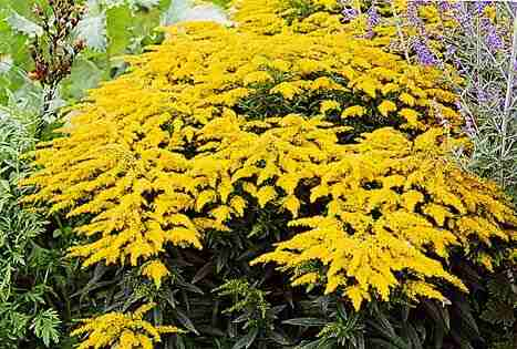 zachomikowane - Solidago_x_hybrida.jpg