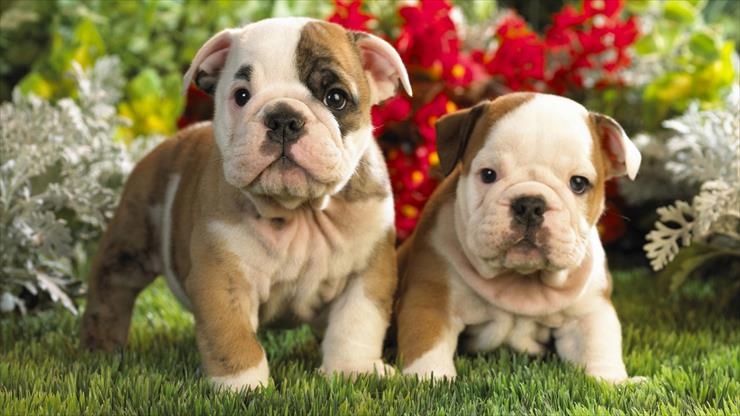 Zwierzęta - bulldog-puppies-1366-768-5154.jpg