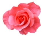 Roze - Kwiaty png 107.png