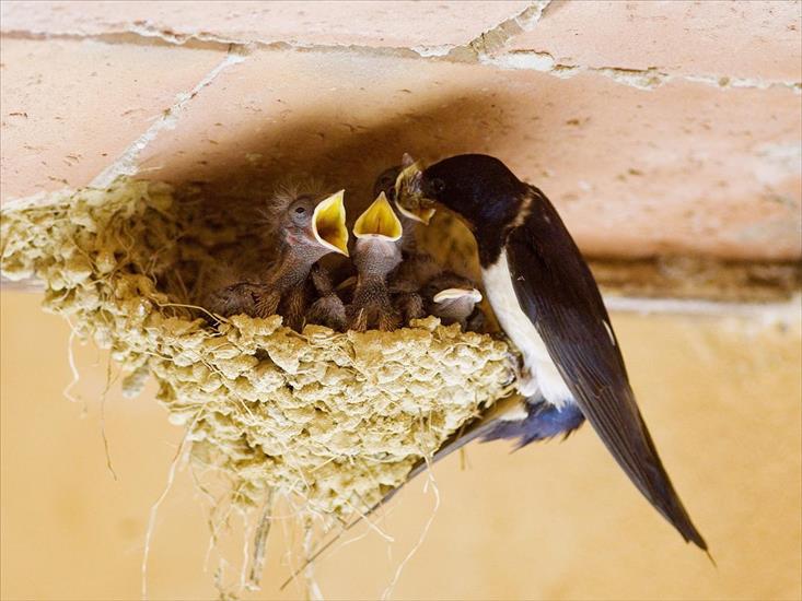 Ptaki birds - Swallows Nest.jpg