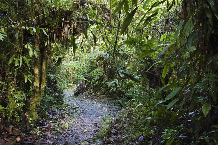 drogi - Tapanti National Park, Costa Rica.jpg
