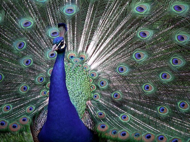 POWIETRZE - The Colors of Pride, Proud Peacock.jpg