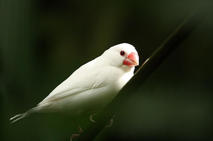 Albinosy - zeberka albinos.jpg