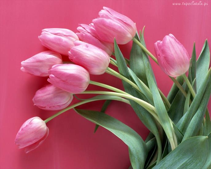 Tulipany - 95133_rozowe_tulipany.jpg