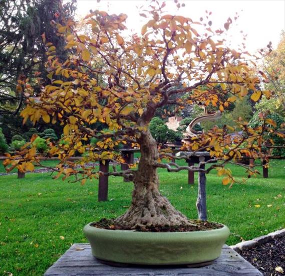   bonsai - najpiękniejsze drzewka - f90be7613ee69f1735129cd6662c5ee2.jpg