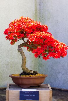   bonsai - najpiękniejsze drzewka - e6f02005e9c16479127db78a4b73441d.jpg