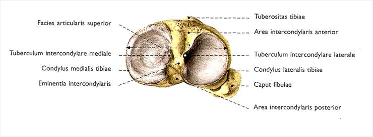 atlas - scan20-1.jpg