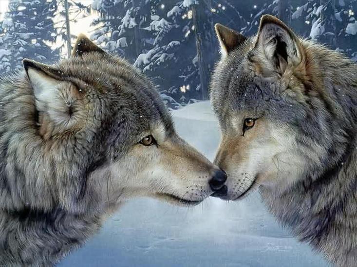 Zwierzęta - tapeta wilki.jpg