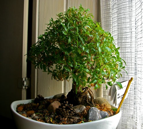 Bonsai 1 - mediumjvjuzd47a2ce99e47b0.jpg