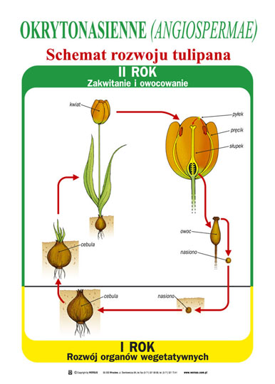 JPG - Okrytonasienne schemat rozwoju tulipana.jpg