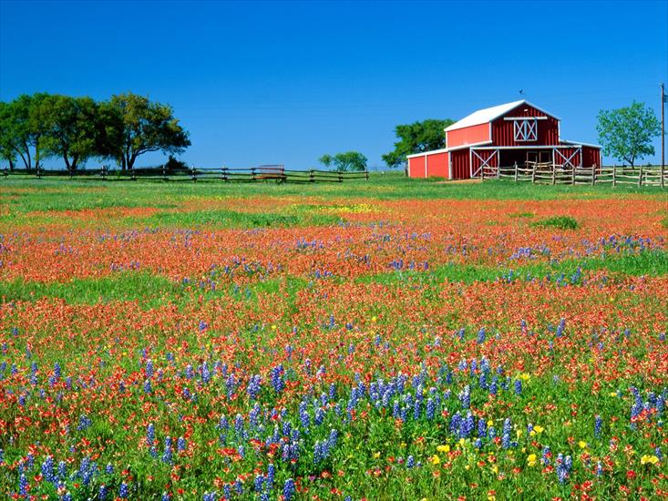 Krajobrazy - Red Barn and Texas Paintbrush, Texas.jpg