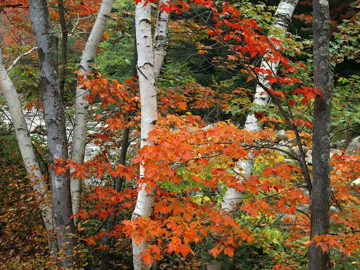 Piękne na każdy pulpit kompa - Birch and Maple Trees, White Mountains National Forest, New Hampshire.jpg
