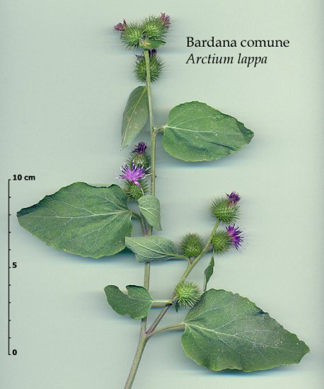 ZIELARSTWO.ZDJĘCIA - ZIOŁA.POLSKA.ŁOPIAN WIĘKSZY - Arctium lappa L..jpg